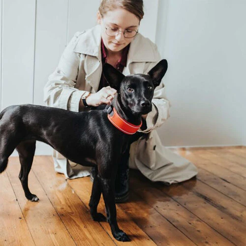 Hunter Halsband Divo - Afbeelding 12