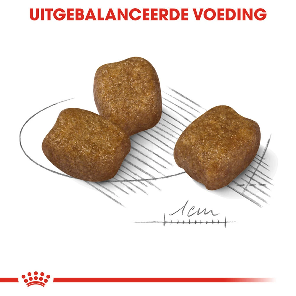 Royal Canin Mini Dental Care - Hondenvoer - Afbeelding 7
